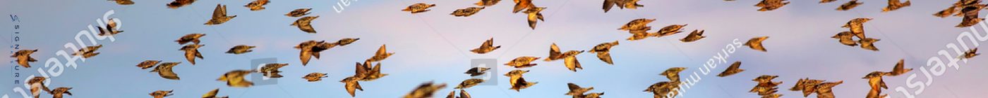 Abstract Nature · Repeated 180°, board 1
