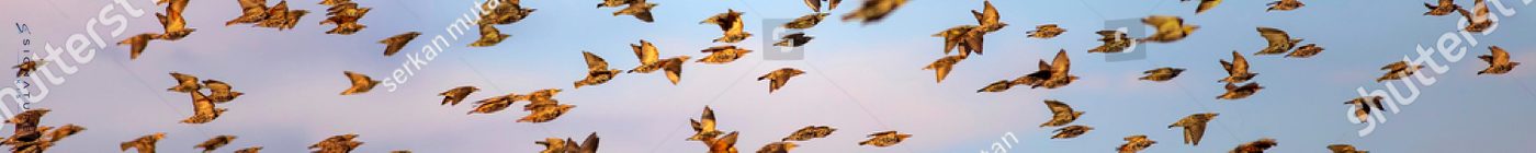 Abstract Nature · Repeated 0°, board 2